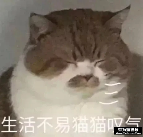 揭秘：號(hào)稱零擼的“養(yǎng)貓賺錢”騙局套路！