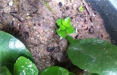 長壽花扦插方法抖音？