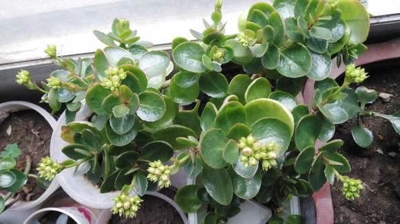 長壽花扦插方法抖音？