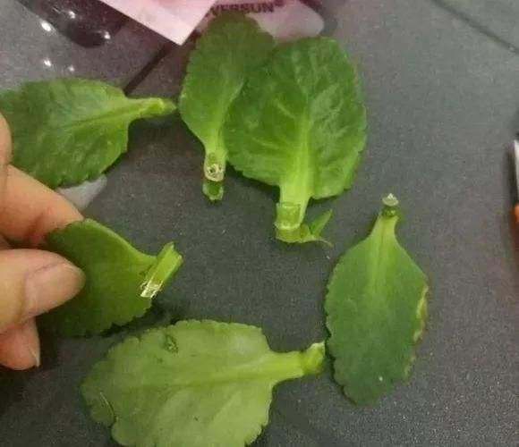 長壽花扦插方法抖音？