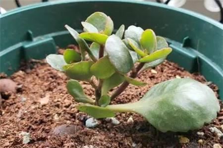 長壽花扦插方法抖音？