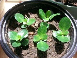 長壽花扦插方法抖音？