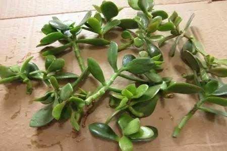 長壽花扦插方法抖音？