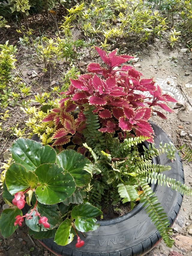 抖音極速版為什么只能發(fā)視頻不能發(fā)照片？