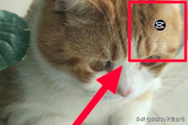 剪映怎么搜索視頻？