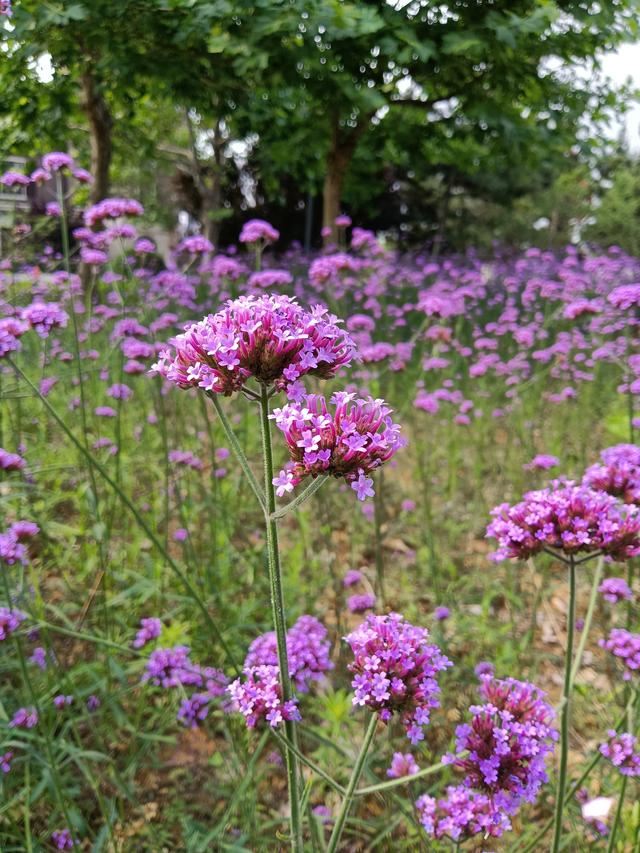 頭條為什么百粉后視頻沒有收益？