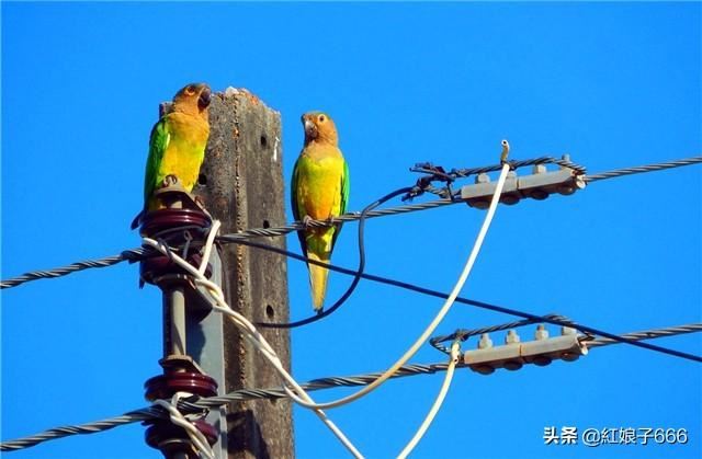 手機(jī)什么直播平臺能賺錢？