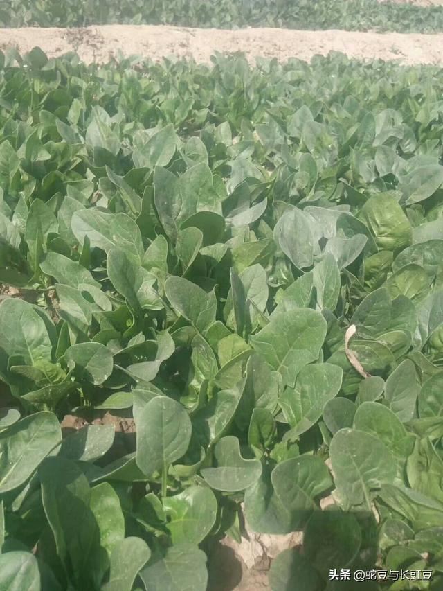 要做賣菜的生意，去哪里弄貨源比較好？