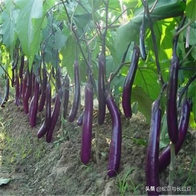 要做賣菜的生意，去哪里弄貨源比較好？