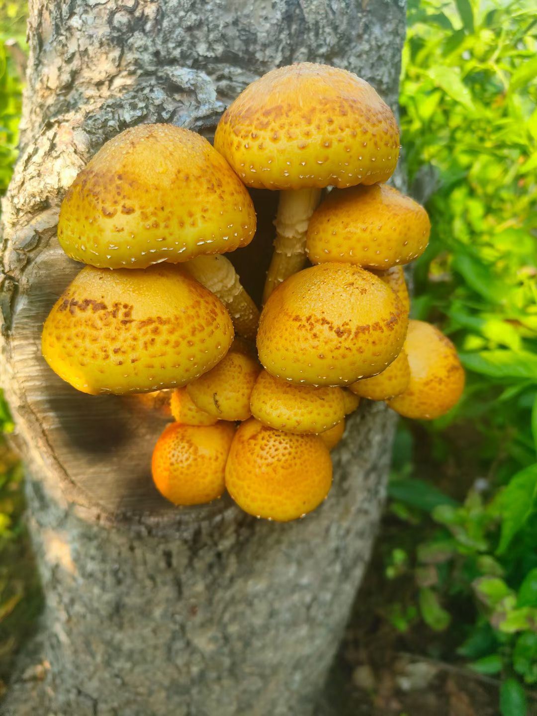 高德地圖添加了店鋪位置抖音多久能顯示？